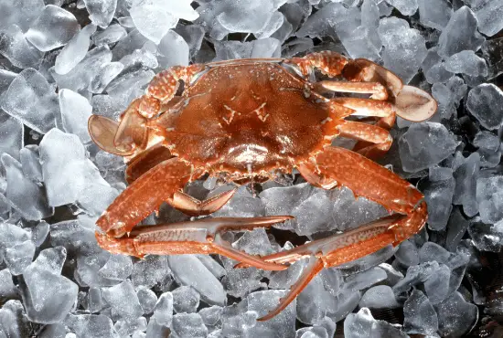How Can You Freeze Live Crabs