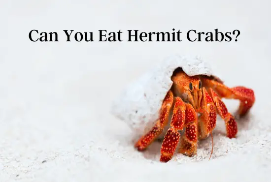 Can You Eat Hermit Crabs