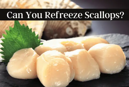 Can You Refreeze Scallops