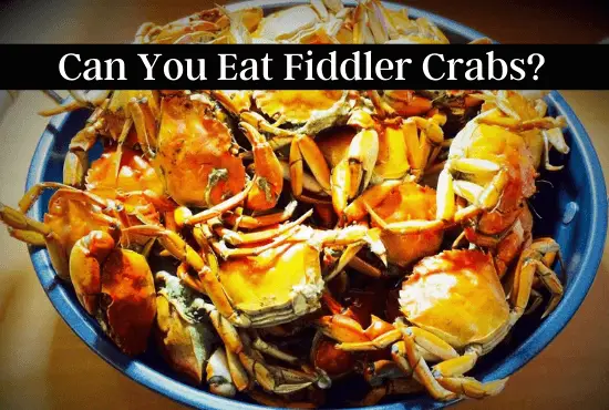 Can You Eat Fiddler Crabs