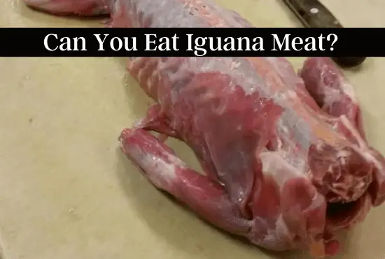 Can You Eat Iguana Meat