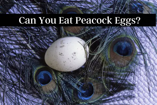 Can You Eat Peacock Eggs