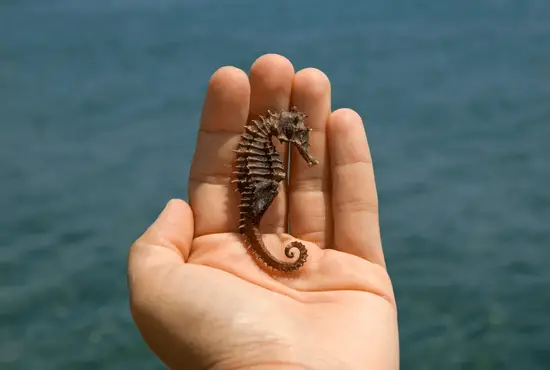 Can You Eat Seahorse