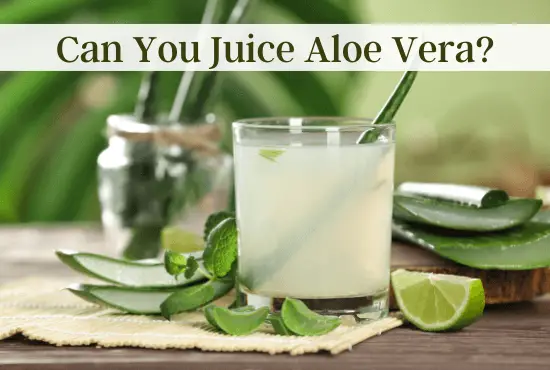 Can you juice Aloe Vera